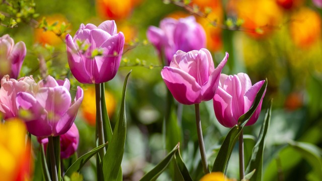 How To Achieve Year-Round Colour In Your Garden