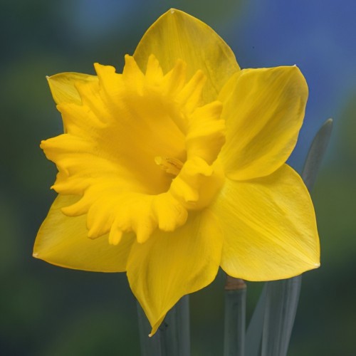 Dutch Master Daffodil Bulbs
