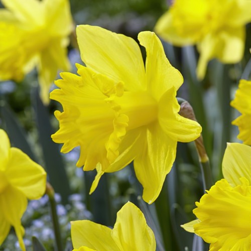 Daffodil Golden Harvest Bulbs