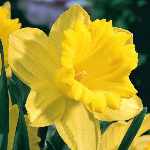 Daffodil Unsurpassable Bulbs