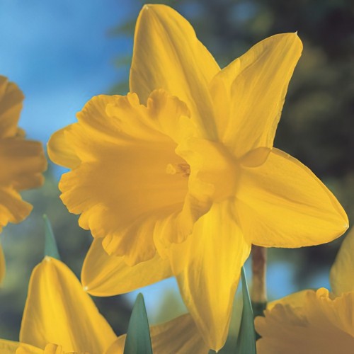 Daffodil King Alfred Bulbs