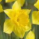 Daffodil St Keverne Bulbs