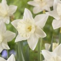 Daffodil Mount Hood Bulbs