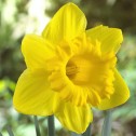 Daffodil Standard Value Bulbs
