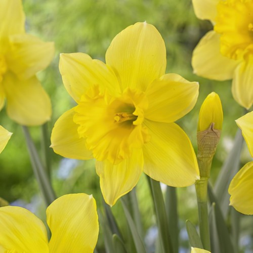 Daffodil Carlton Bulbs