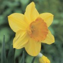 Daffodil Fortune Bulbs