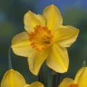Daffodil Lothario Bulbs