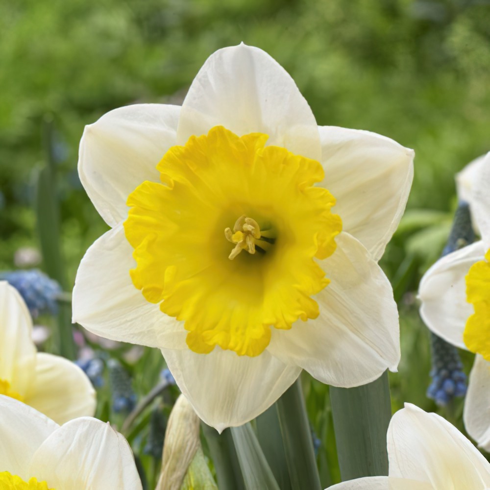 St Keverne Daffodil Bulbs | Buy Online | Boston Bulbs