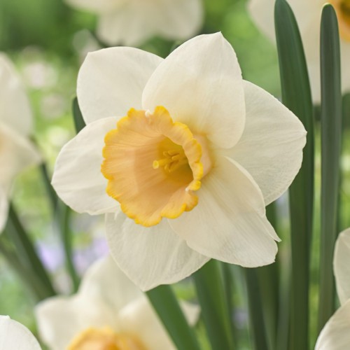 Daffodil Salome Bulbs