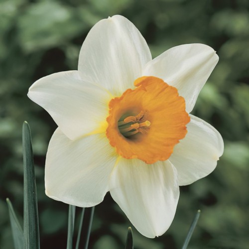 Daffodil Sempre Avanti Bulbs