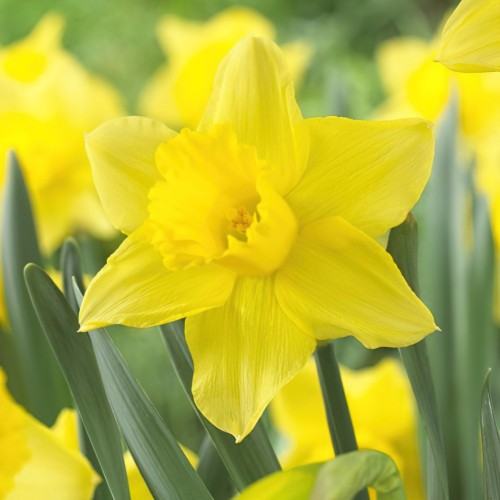Daffodil Tamara Bulbs