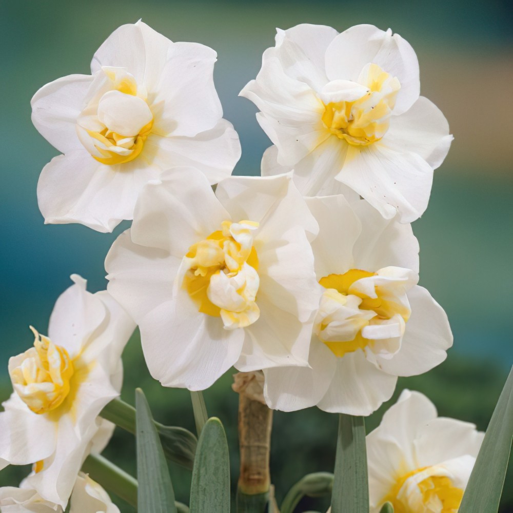 Cheerfulness Daffodil Bulbs Buy Online Boston Bulbs