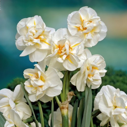 Daffodil Sir Winston...