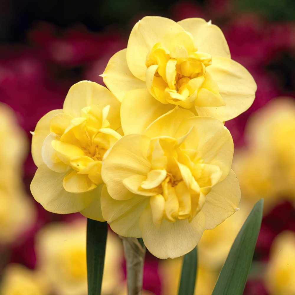 Yellow Cheerfulness Daffodil Bulbs Buy Online Boston Bulbs