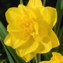 Daffodil Golden Ducat Bulbs