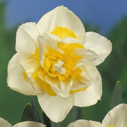 White Lion - Daffodil Bulbs (Double), Flower Bulbs