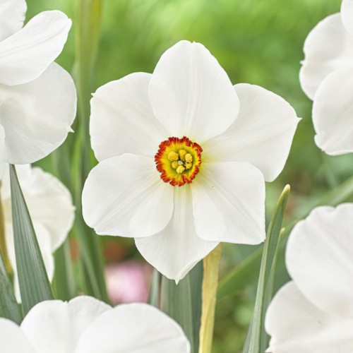 Actaea Daffodil Bulbs