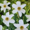 Daffodil Pheasant's Eye Bulbs