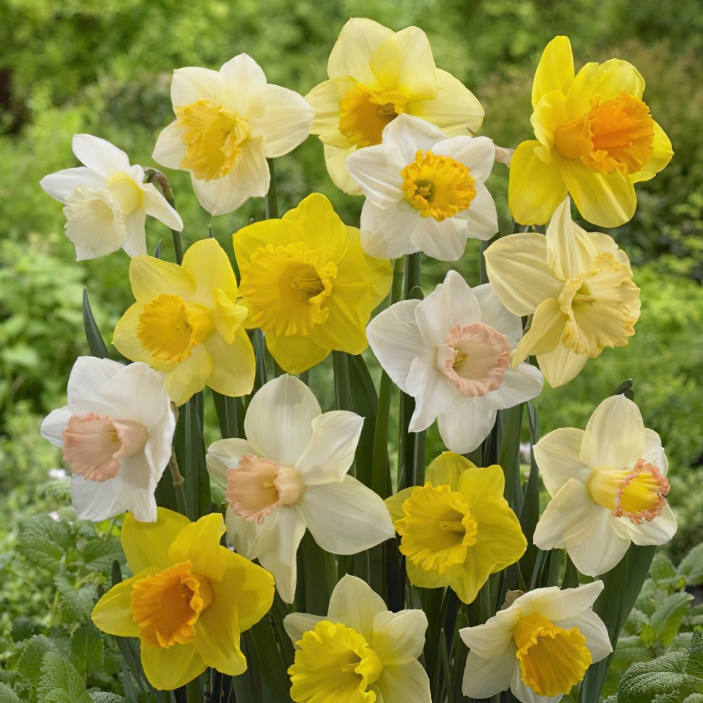Mixed Daffodil Bulbs Buy Online Boston Bulbs