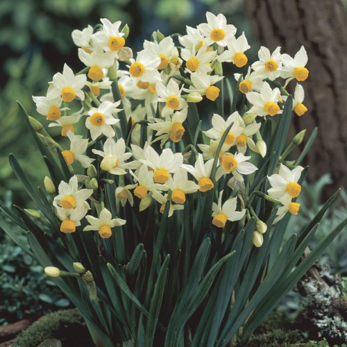 Narcissus Canaliculatus Bulbs