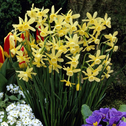Narcissus Hawera Bulbs