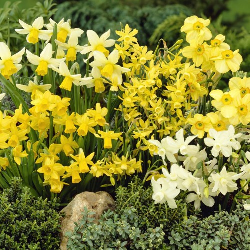 Narcissus Rockery Mixed Bulbs