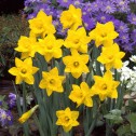 Narcissus Obvallaris Bulbs