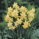 Narcissus Verdin Bulbs