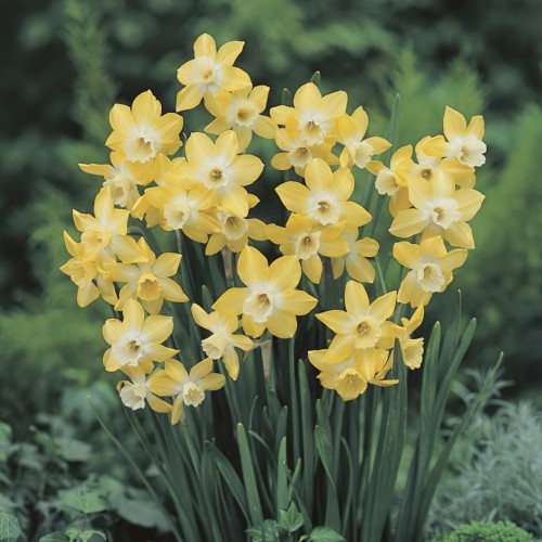 Narcissus Pipit Bulbs