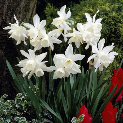 Narcissus Thalia Bulbs