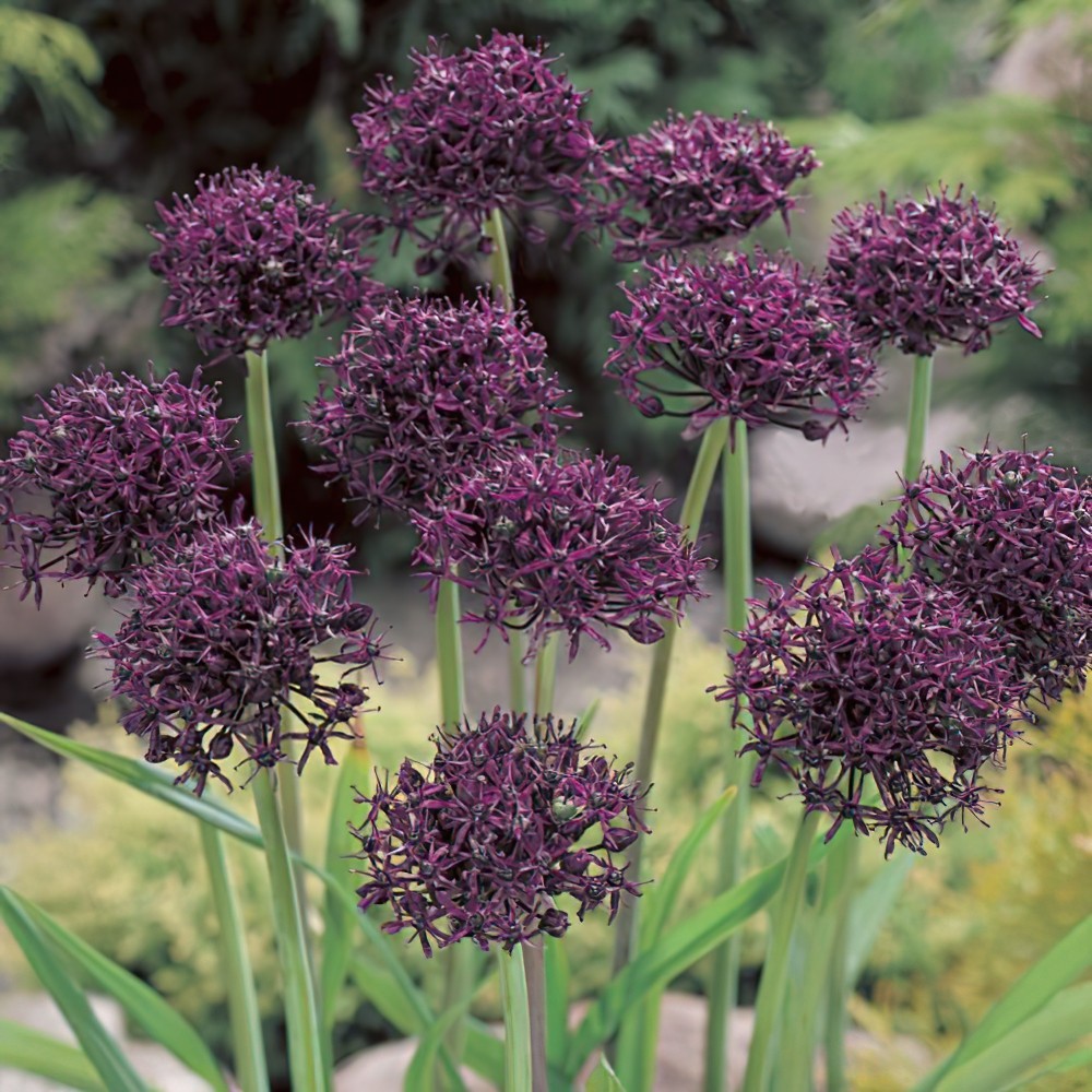 Atropurpureum Allium Bulbs   Buy Online   Boston Bulbs