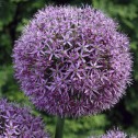 Allium Gladiator Bulbs