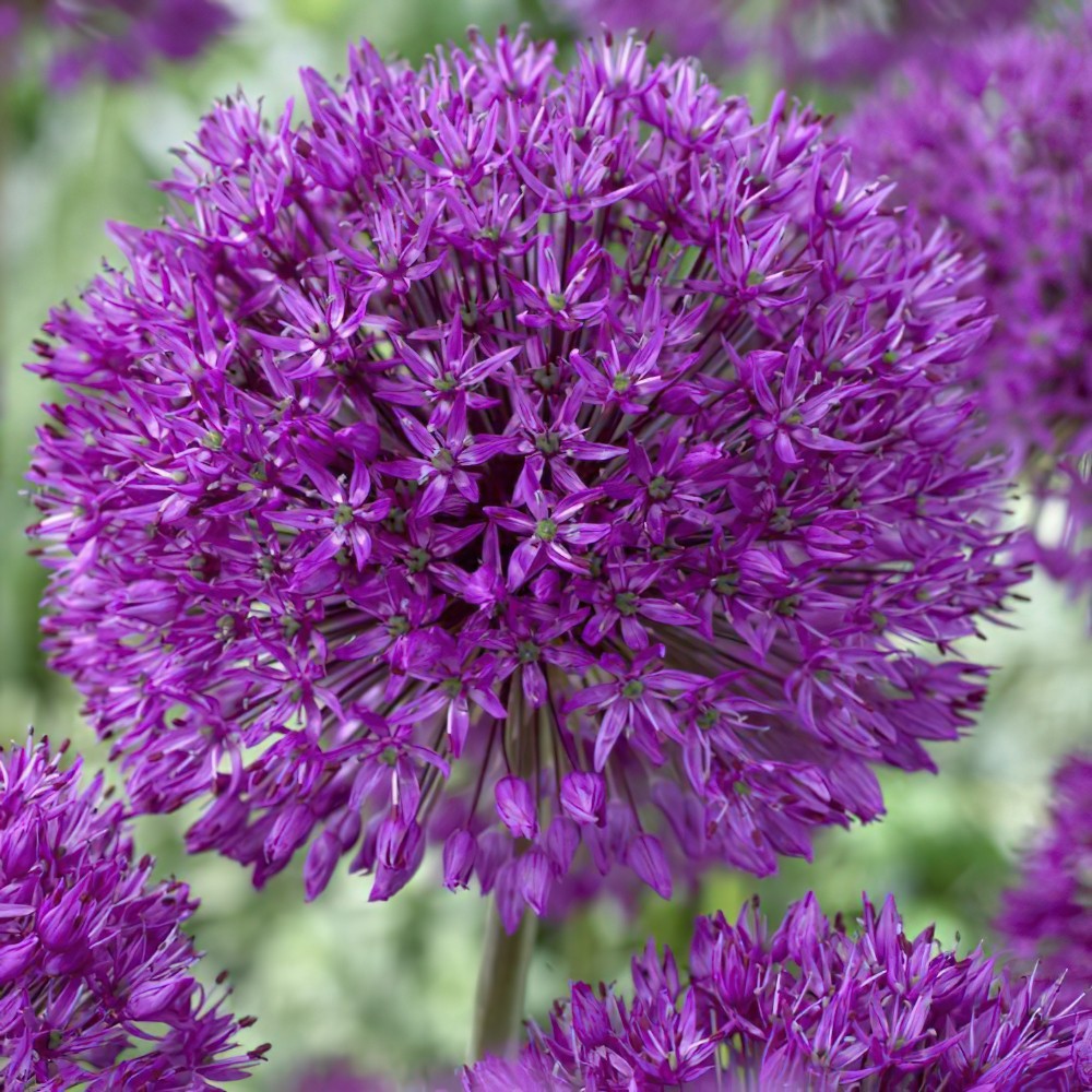 Purple Sensation Allium Bulbs   Buy Online   Boston Bulbs