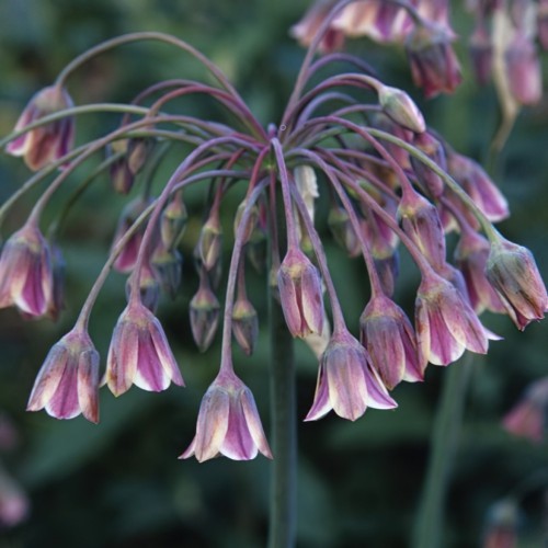 Allium Nectarscordum Bulbs