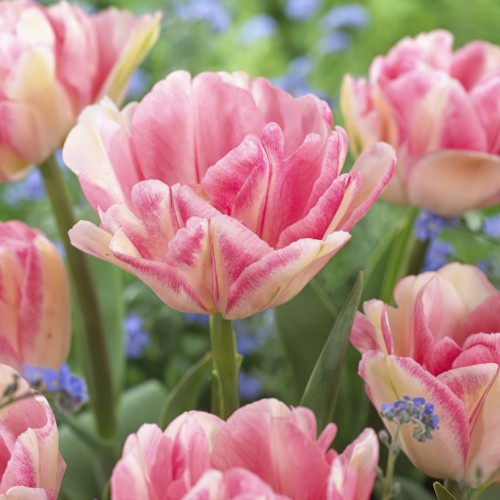 Foxtrot Tulip Bulbs -...
