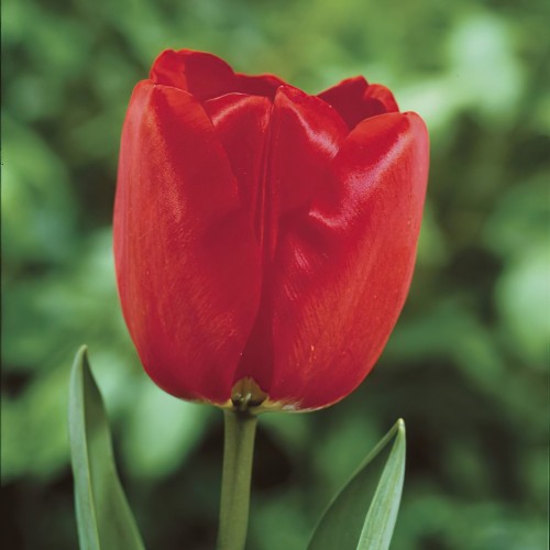 Tulip Darwin Apeldoorn Bulbs