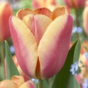 Apricot Foxx Tulip Bulbs -...