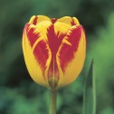 Banja Luka Tulip Bulbs -...