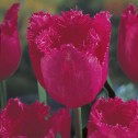 Tulip Fringed Burgundy Lace...