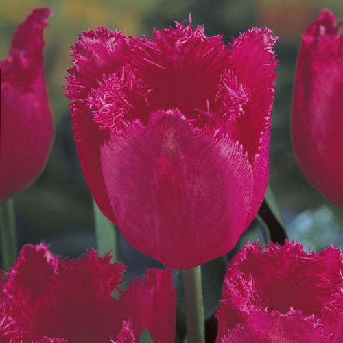 Burgundy Lace Tulip Bulbs -...