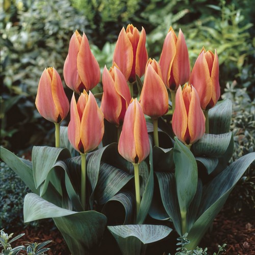 Calypso Tulip Bulbs - Dwarf...