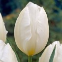 Tulip Single Early Diana Bulbs