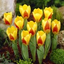 Giuseppe Verdi Tulip Bulbs...