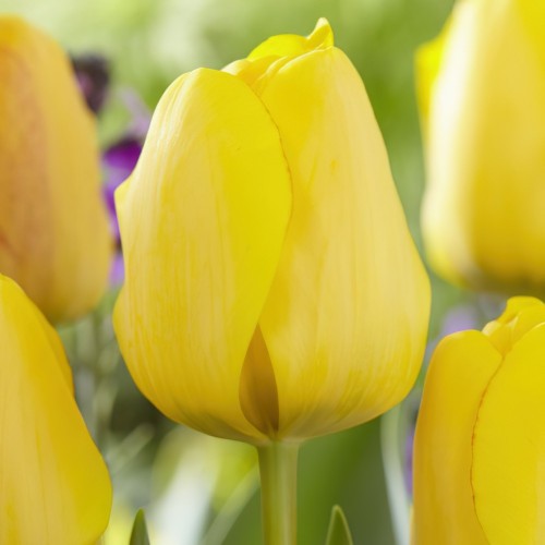 Golden Apeldoorn Tulip...