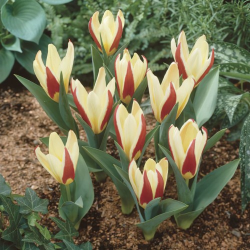 The First Tulip Bulbs -...