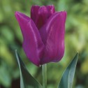Passionale Tulip Bulbs -...