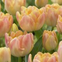Creme Upstar Tulip Bulbs -...