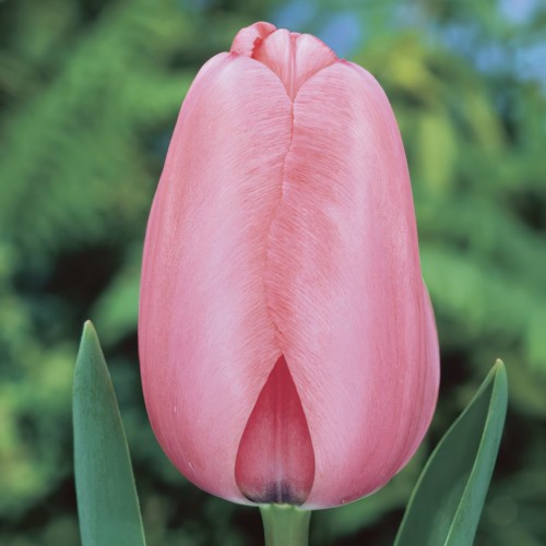 Pink Impression Tulip Bulbs...