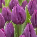 Tulip Single Early Purple...