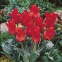 Red Riding Hood Tulip Bulbs...